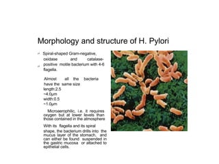Morphology and structure of H. Pylori
 Spiral-shaped Gram-negative,
oxidase and catalase-
positive motile bacterium with 4-6
flagella.

Almost all the bacteria
have the same size
length:2.5
~4.0μm
width:0.5
~1.0μm
Microaerophilic, i.e. it requires
oxygen but at lower levels than
those contained in the atmosphere
With its flagella and its spiral
shape, the bacterium drills into the
mucus layer of the stomach, and
can either be found suspended in
the gastric mucosa or attached to
epithelial cells.
 