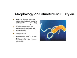 Morphology and structure of H. Pylori
Produces adhesins which bind to
membrane-associated lipids and
carbohydrates and help
its
adhesion to epithelial cells
Breaks down urea (NH2CONH2)
to NH4
+
and CO2
Stomach acidity
Possible for H. pylori to survive
Not cleared by host immune
response.
 
