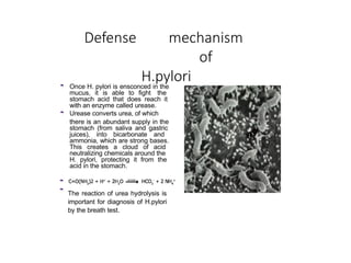 Defense mechanism
of
H.pylori
 Once H. pylori is ensconced in the
mucus, it is able to fight the
stomach acid that does reach it
with an enzyme called urease.
 Urease converts urea, of which
there is an abundant supply in the
stomach (from saliva and gastric
juices), into bicarbonate and
ammonia, which are strong bases.
This creates a cloud of acid
neutralizing chemicals around the
H. pylori, protecting it from the
acid in the stomach.


The reaction of urea hydrolysis is
important for diagnosis of H.pylori
by the breath test.
 