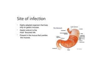 Site of infection
•
•
•
Highly adapted organism that lives
only on gastric mucosa.
Gastric antrum is the
most favoured site.
Present in the mucus that overlies
the mucosa.
 