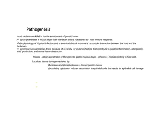 Pathogenesis
•Most bacteria are killed in hostile environment of gastric lumen.
•H. pylori proliferates in mucus layer over epithelium and is not cleared by host immune response.
•Pathophysiology of H. pylori infection and its eventual clinical outcome is a complex interaction between the host and the
bacterium.
•H. pylori survives and grows there because of a variety of virulence factors that contribute to gastric inflammation, alter gastric
acid production, and cause tissue destruction.
Flagella - allows penetration of H.pylori into gastric mucous layer. Adhesins - mediate binding to host cells.
Localized tissue damage mediated by:
Mucinases and phospholipases - disrupt gastric mucus
Vacuolating cytotoxin - induces vacuolation in epithelial cells that results in epithelial cell damage


 