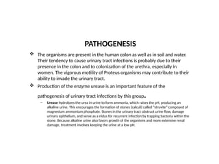 PATHOGENESIS
 The organisms are present in the human colon as well as in soil and water.
Their tendency to cause urinary tract infections is probably due to their
presence in the colon and to colonization of the urethra, especially in
women. The vigorous motility of Proteus organisms may contribute to their
ability to invade the urinary tract.
 Production of the enzyme urease is an important feature of the
pathogenesis of urinary tract infections by this group.
– Urease hydrolyzes the urea in urine to form ammonia, which raises the pH, producing an
alkaline urine. This encourages the formation of stones (calculi) called “struvite” composed of
magnesium ammonium phosphate. Stones in the urinary tract obstruct urine flow, damage
urinary epithelium, and serve as a nidus for recurrent infection by trapping bacteria within the
stone. Because alkaline urine also favors growth of the organisms and more extensive renal
damage, treatment involves keeping the urine at a low pH.
 
