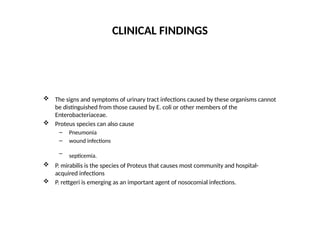 CLINICAL FINDINGS
 The signs and symptoms of urinary tract infections caused by these organisms cannot
be distinguished from those caused by E. coli or other members of the
Enterobacteriaceae.
 Proteus species can also cause
– Pneumonia
– wound infections
– septicemia.
 P. mirabilis is the species of Proteus that causes most community and hospital-
acquired infections
 P. rettgeri is emerging as an important agent of nosocomial infections.
 