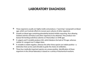 LABORATORY DIAGNOSIS
 These organisms usually are highly motile and produce a “swarming” overgrowth on blood
agar, which can frustrate efforts to recover pure cultures of other organisms.
 Growth on blood agar containing phenylethyl alcohol inhibits swarming, thus allowing
isolated colonies of Proteus and other organisms to be obtained. They produce non–
lactose-fermenting (colorless) colonies on MacConkey’s or EMB agar.
 P. vulgaris and P. mirabilis produce H2S, which blackens the butt of TSI agar, whereas
neither M. morganii nor P. rettgeri does.
 P. mirabilis is indole-negative, whereas the other three species are indole-positive—a
distinction that can be used clinically to guide the choice of antibiotics.
 These four medically important species are urease-positive. Identification of these
organisms in the clinical laboratory is based on a variety of biochemical reactions.
 