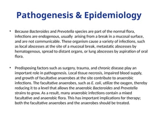 Pathogenesis & Epidemiology
• Because Bacteroides and Prevotella species are part of the normal flora,
infections are endogenous, usually arising from a break in a mucosal surface,
and are not communicable. These organism cause a variety of infections, such
as local abscesses at the site of a mucosal break, metastatic abscesses by
hematogenous, spread to distant organs, or lung abscesses by aspiration of oral
flora.
• Predisposing factors such as surgery, trauma, and chronic disease play an
important role in pathogenesis. Local tissue necrosis, impaired blood supply,
and growth of facultative anaerobes at the site contribute to anaerobic
infections. The facultative anaerobes, such as E. coli, utilize the oxygen, thereby
reducing it to a level that allows the anaerobic Bacteroides and Prevotella
strains to grow. As a result, many anaerobic infections contain a mixed
facultative and anaerobic flora. This has important implications for therapy;
both the facultative anaerobes and the anaerobes should be treated.
 