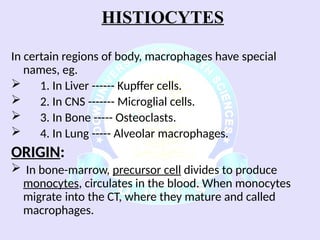 Comprehensive Overview of Connective Tissue Components and Functions | PPSX