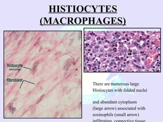 Comprehensive Overview of Connective Tissue Components and Functions | PPSX