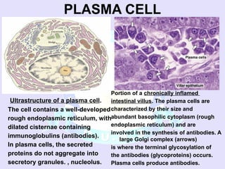 Comprehensive Overview of Connective Tissue Components and Functions | PPSX