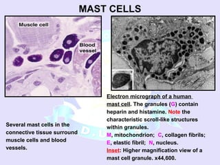 Comprehensive Overview of Connective Tissue Components and Functions | PPSX