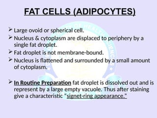 Comprehensive Overview of Connective Tissue Components and Functions | PPSX