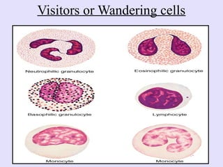 Comprehensive Overview of Connective Tissue Components and Functions | PPSX