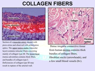 Comprehensive Overview of Connective Tissue Components and Functions | PPSX