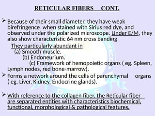 Comprehensive Overview of Connective Tissue Components and Functions | PPSX