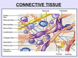 Comprehensive Overview of Connective Tissue Components and Functions | PPSX