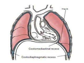 Comprehensive Overview of the Chest Cavity and Pleural Conditions | PPTX
