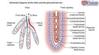 Comprehensive Overview of Placenta: Development, Structure, and ...