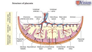 Comprehensive Overview of Placenta: Development, Structure, and ...