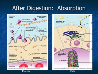 Comprehensive Overview of the Human Digestive System and Its Functions ...