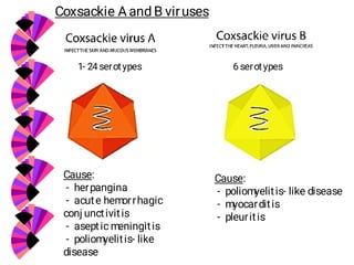 Comprehensive Overview of Enteroviruses and Viral Hepatitis ...