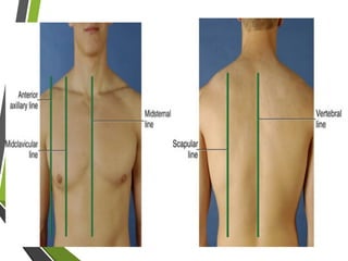Line Between Chest Comprehensive Overview of the Respiratory System: Anatomy, Assessment ...