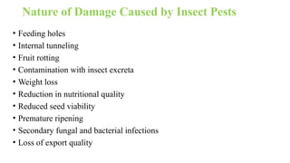 Nature of Damage Caused by Insect Pests
• Feeding holes
• Internal tunneling
• Fruit rotting
• Contamination with insect excreta
• Weight loss
• Reduction in nutritional quality
• Reduced seed viability
• Premature ripening
• Secondary fungal and bacterial infections
• Loss of export quality
 