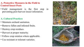 A. Protective Measures in the Field to
Control Insect Pests
• Field management is the first step in
preventing post-harvest insect infestation.
A. Cultural Practices
• Maintain orchard sanitation.
• Remove fallen and infested fruits.
• Destroy crop residues.
• Harvest at proper maturity.
• Follow crop rotation where applicable.
• Use resistant or tolerant varieties.
 