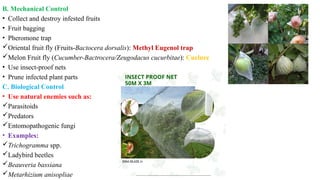 B. Mechanical Control
• Collect and destroy infested fruits
• Fruit bagging
• Pheromone trap
Oriental fruit fly (Fruits-Bactocera dorsalis): Methyl Eugenol trap
Melon Fruit fly (Cucumber-Bactrocera/Zeugodacus cucurbitae): Cuelure
• Use insect-proof nets
• Prune infected plant parts
C. Biological Control
• Use natural enemies such as:
Parasitoids
Predators
Entomopathogenic fungi
• Examples:
Trichogramma spp.
Ladybird beetles
Beauveria bassiana
Metarhizium anisopliae
 