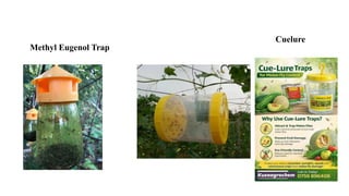 Methyl Eugenol Trap
Cuelure
 