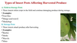 Types of Insect Pests Affecting Harvested Produce
A. Field-to-Storage Pests
• These insects infest crops in the field and continue damaging produce during storage.
• Examples:
Fruit flies
Mango seed weevil
Mealybugs
B. Storage Pests
• These insects attack produce after harvesting.
• Examples:
Beetles
Moths
Weevils
Mites
 