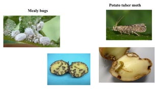 Mealy bugs
Potato tuber moth
 