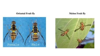 Oriental Fruit fly Melon Fruit fly
 