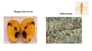 Mango Seed weevil
Onion thrips
 