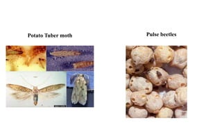 Potato Tuber moth Pulse beetles
 