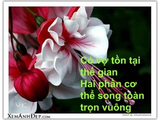 Có vợ tồn tại
thế gian
Hai phần cơ
thể song toàn
trọn vuông
 