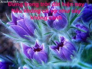 Đứng trong trời đất hiện nay
 Nếu không có vợ như cây
        không cành
 