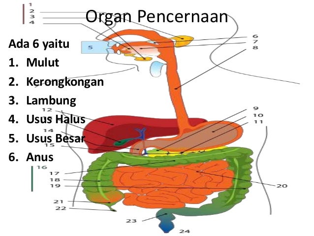 Image result for sistem pencernaan manusia