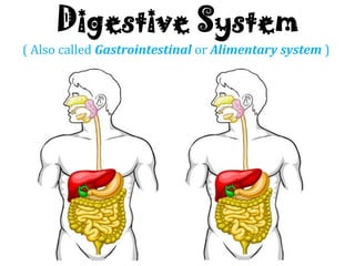Digestive System
( Also called Gastrointestinal or Alimentary system )
 