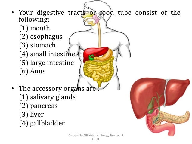 Picture Of Digestive System And Its Parts Choice Image 
