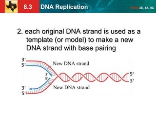 DNA REPLICATION NOTES FOR HIGH SCHOOL BIOLOGY | PPT