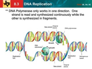 DNA REPLICATION NOTES FOR HIGH SCHOOL BIOLOGY | PPT
