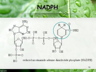 Naph Comprehensive Overview of Photosynthesis Reactions and Processes in ...