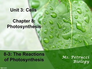 Unit 3: Cells
Chapter 8:
Photosynthesis
8-3: The Reactions
of Photosynthesis
Ms. Petrucci
Biology
 