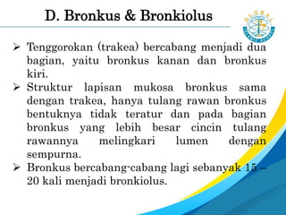 D. Bronkus & Bronkiolus
 Tenggorokan (trakea) bercabang menjadi dua
bagian, yaitu bronkus kanan dan bronkus
kiri.
 Struktur lapisan mukosa bronkus sama
dengan trakea, hanya tulang rawan bronkus
bentuknya tidak teratur dan pada bagian
bronkus yang lebih besar cincin tulang
rawannya melingkari lumen dengan
sempurna.
 Bronkus bercabang-cabang lagi sebanyak 15 –
20 kali menjadi bronkiolus.
 