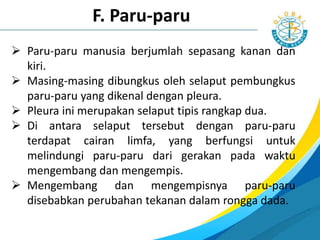  Paru-paru manusia berjumlah sepasang kanan dan
kiri.
 Masing-masing dibungkus oleh selaput pembungkus
paru-paru yang dikenal dengan pleura.
 Pleura ini merupakan selaput tipis rangkap dua.
 Di antara selaput tersebut dengan paru-paru
terdapat cairan limfa, yang berfungsi untuk
melindungi paru-paru dari gerakan pada waktu
mengembang dan mengempis.
 Mengembang dan mengempisnya paru-paru
disebabkan perubahan tekanan dalam rongga dada.
F. Paru-paru
 