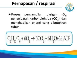 Proses pengambilan oksigen (O2)
pengeluaran karbondioksida (CO2), dan
menghasilkan energi yang dibutuhkan
tubuh.
Pernapasan / respirasi
 