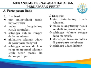 MEKANISME PERNAPASAN DADA DAN
PERNAPASAN PERUT
1) Inspirasi
 otot antartulang rusuk
berkontraksi
 maka tulang-tulang
rusuk terangkat
 sehingga volume rongga
dada membesar
 akibatnya tekanan udara
di paru-paru mengecil
 sehingga udara di luar
yang mempunyai tekanan
lebih besar masuk ke
dalam paru-paru.
A. Pernapasan Dada
2) Ekspirasi
 otot antartulang rusuk
relaksasi
 maka tulang-tulang rusuk
kembali ke posisi semula
 sehingga volume rongga
dada mengecil.
 akibatnya tekanan udara
di paru-paru membesar
 sehingga udara keluar.
 