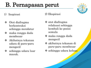 B. Pernapasan perut
1) Inspirasi
 Otot diafragma
berkontraksi
sehingga mendatar
 maka rongga dada
membesar
 Akibatnya tekanan
udara di paru-paru
mengecil
 sehingga udara luar
masuk.
2) Ekspirasi
 otot diafragma
relaksasi sehingga
kembali ke posisi
semula
 maka rongga dada
mengecil
 akibatnya tekanan di
paru-paru membesar
 sehingga udara keluar.
 