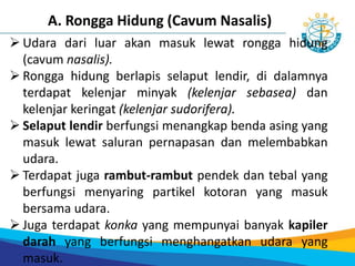  Udara dari luar akan masuk lewat rongga hidung
(cavum nasalis).
 Rongga hidung berlapis selaput lendir, di dalamnya
terdapat kelenjar minyak (kelenjar sebasea) dan
kelenjar keringat (kelenjar sudorifera).
 Selaput lendir berfungsi menangkap benda asing yang
masuk lewat saluran pernapasan dan melembabkan
udara.
 Terdapat juga rambut-rambut pendek dan tebal yang
berfungsi menyaring partikel kotoran yang masuk
bersama udara.
 Juga terdapat konka yang mempunyai banyak kapiler
darah yang berfungsi menghangatkan udara yang
masuk.
A. Rongga Hidung (Cavum Nasalis)
 