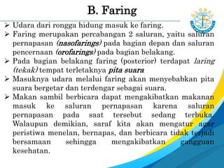  Udara dari rongga hidung masuk ke faring.
 Faring merupakan percabangan 2 saluran, yaitu saluran
pernapasan (nasofarings) pada bagian depan dan saluran
pencernaan (orofarings) pada bagian belakang.
 Pada bagian belakang faring (posterior) terdapat laring
(tekak) tempat terletaknya pita suara
 Masuknya udara melalui faring akan menyebabkan pita
suara bergetar dan terdengar sebagai suara.
 Makan sambil berbicara dapat mengakibatkan makanan
masuk ke saluran pernapasan karena saluran
pernapasan pada saat tersebut sedang terbuka.
Walaupun demikian, saraf kita akan mengatur agar
peristiwa menelan, bernapas, dan berbicara tidak terjadi
bersamaan sehingga mengakibatkan gangguan
kesehatan.
B. Faring
 