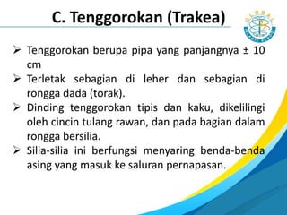  Tenggorokan berupa pipa yang panjangnya ± 10
cm
 Terletak sebagian di leher dan sebagian di
rongga dada (torak).
 Dinding tenggorokan tipis dan kaku, dikelilingi
oleh cincin tulang rawan, dan pada bagian dalam
rongga bersilia.
 Silia-silia ini berfungsi menyaring benda-benda
asing yang masuk ke saluran pernapasan.
C. Tenggorokan (Trakea)
 